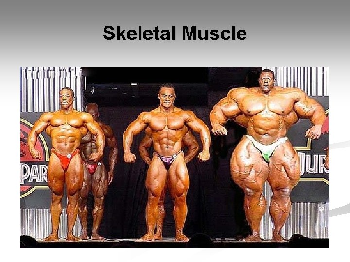 Skeletal Muscle 