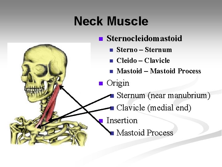 Neck Muscle n Sternocleidomastoid n n n Sterno – Sternum Cleido – Clavicle Mastoid