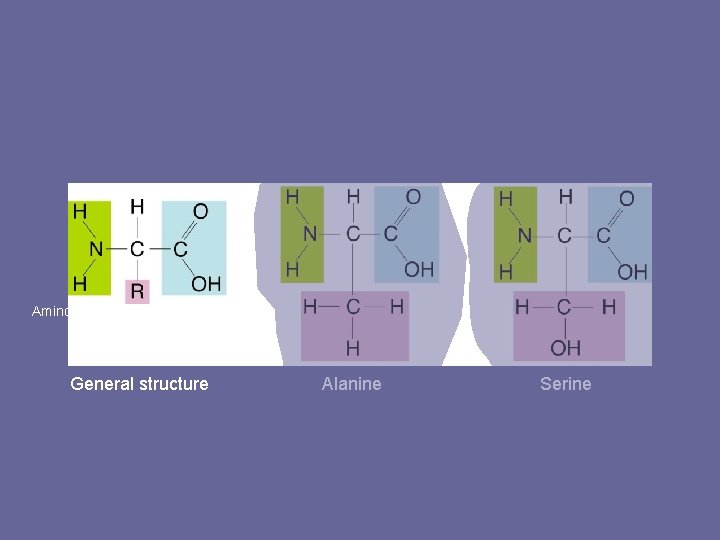 Figure 2 -16 Amino Acids Section 2 -3 Amino group Carboxyl group General structure