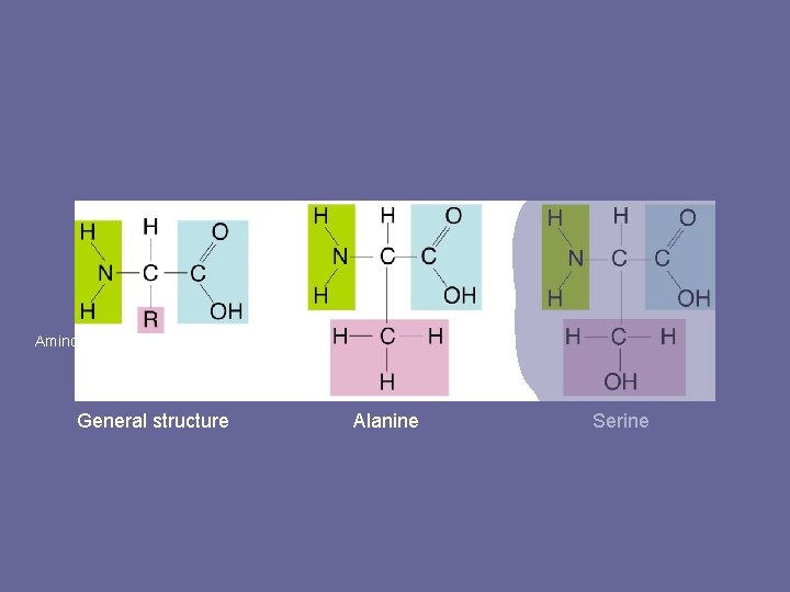 Figure 2 -16 Amino Acids Section 2 -3 Amino group Carboxyl group General structure