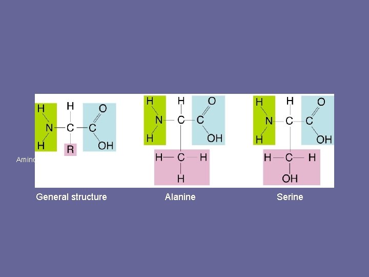 Figure 2 -16 Amino Acids Section 2 -3 Amino group Carboxyl group General structure