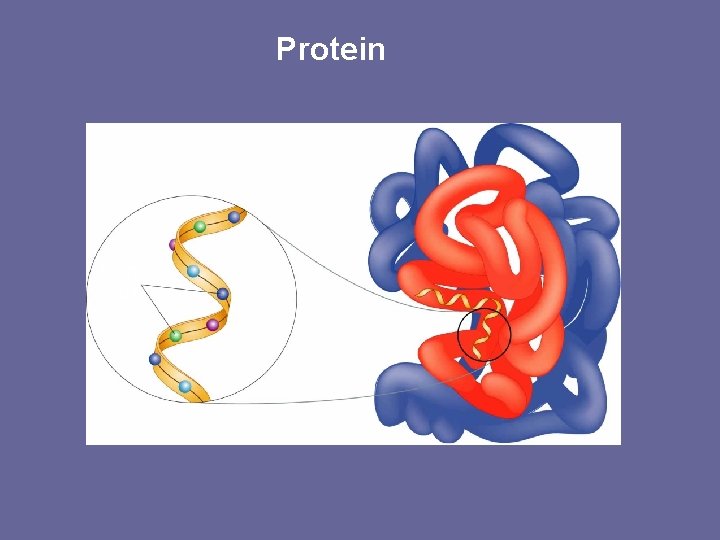 Protein Amino acids Go to Section: Protein 