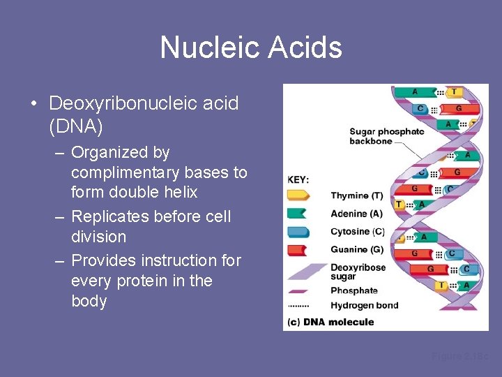 Nucleic Acids • Deoxyribonucleic acid (DNA) – Organized by complimentary bases to form double