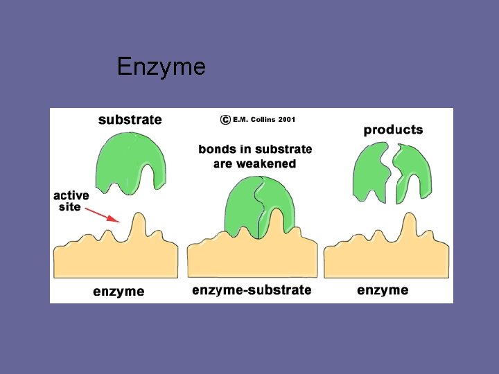 Enzyme 
