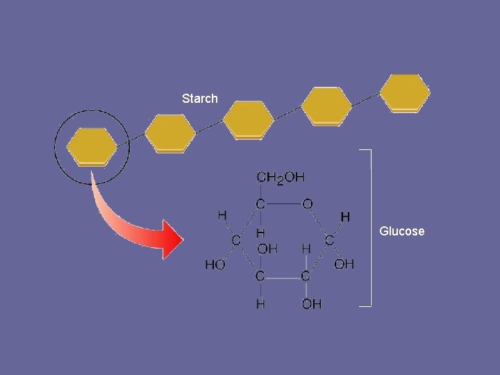 Figure 2 -13 A Starch Section 2 -3 Starch Glucose Go to Section: 