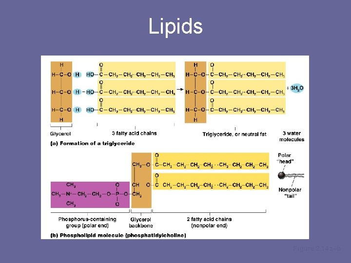 Lipids Figure 2. 14 a–b 