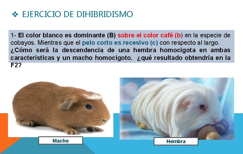 v EJERCICIO DE DIHIBRIDISMO 1 - El color blanco es dominante (B) sobre el