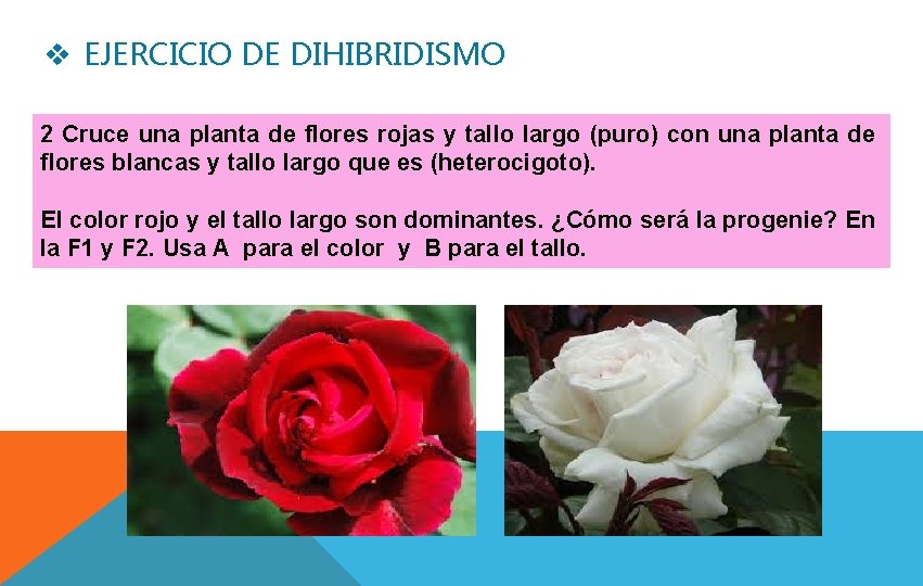 v EJERCICIO DE DIHIBRIDISMO 2 Cruce una planta de flores rojas y tallo largo