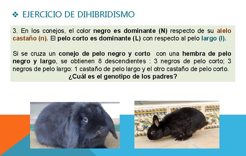 v EJERCICIO DE DIHIBRIDISMO 3. En los conejos, el color negro es dominante (N)