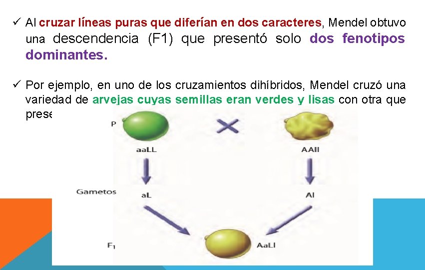 ü Al cruzar líneas puras que diferían en dos caracteres, Mendel obtuvo una descendencia