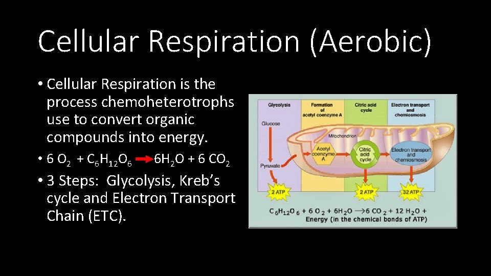 Cellular Respiration (Aerobic) • Cellular Respiration is the process chemoheterotrophs use to convert organic