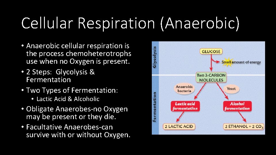 Cellular Respiration (Anaerobic) • Anaerobic cellular respiration is the process chemoheterotrophs use when no