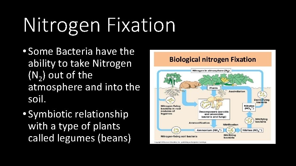 Nitrogen Fixation • Some Bacteria have the ability to take Nitrogen (N 2) out