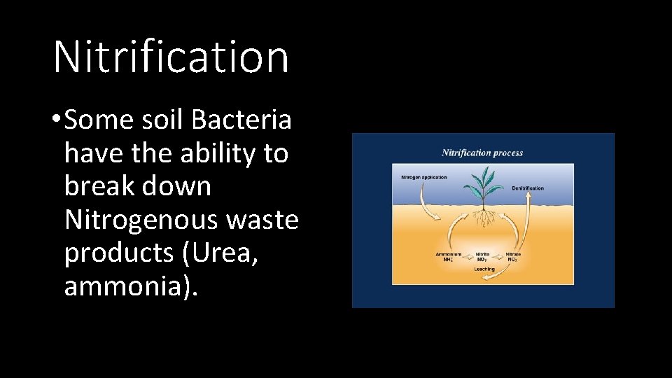 Nitrification • Some soil Bacteria have the ability to break down Nitrogenous waste products