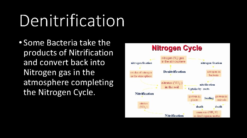 Denitrification • Some Bacteria take the products of Nitrification and convert back into Nitrogen