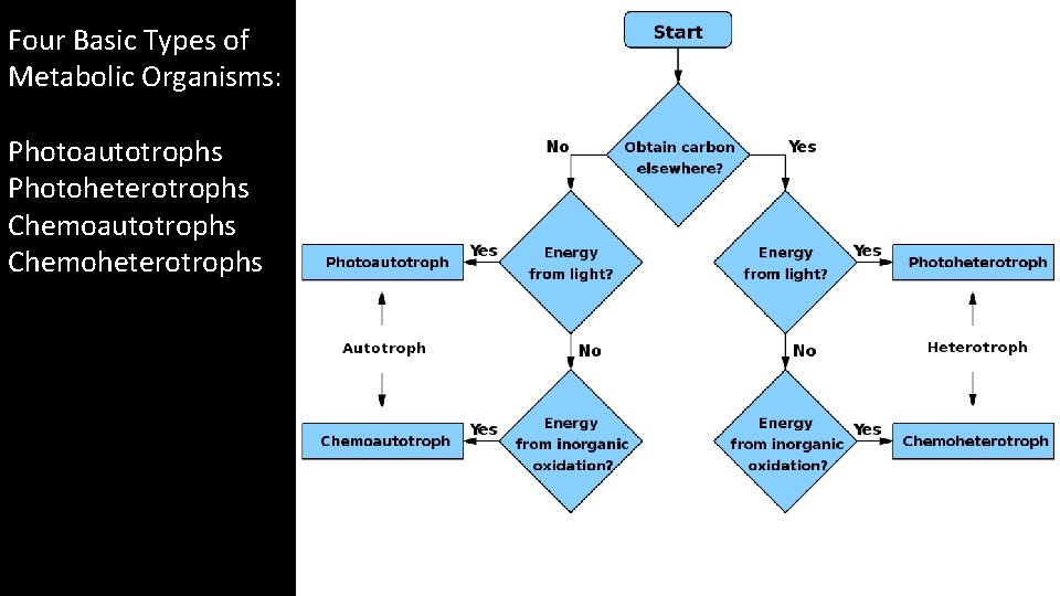 Four Basic Types of Metabolic Organisms: Photoautotrophs Photoheterotrophs Chemoautotrophs Chemoheterotrophs 