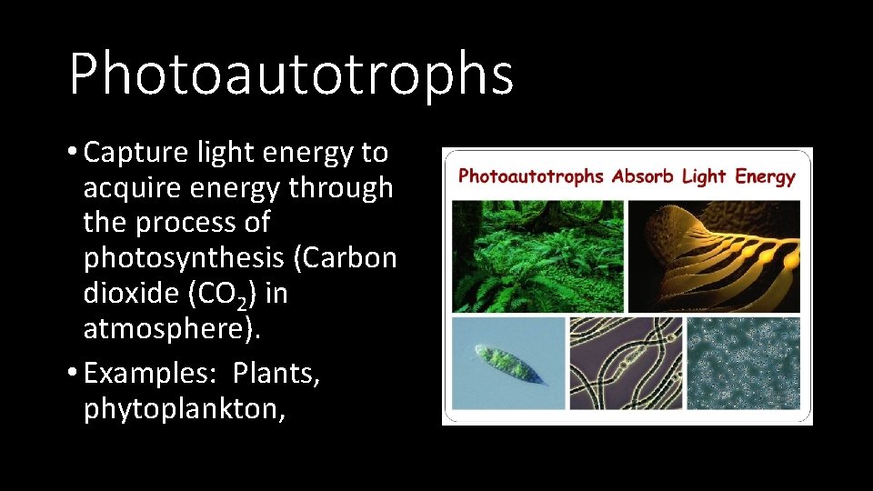 Photoautotrophs • Capture light energy to acquire energy through the process of photosynthesis (Carbon