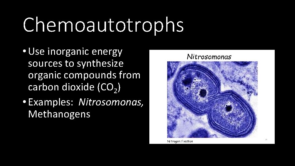 Chemoautotrophs • Use inorganic energy sources to synthesize organic compounds from carbon dioxide (CO