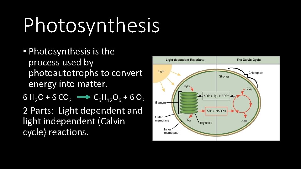 Photosynthesis • Photosynthesis is the process used by photoautotrophs to convert energy into matter.