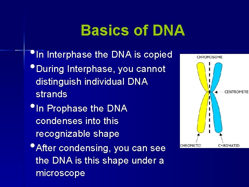 Basics of DNA • In Interphase the DNA is copied • During Interphase, you