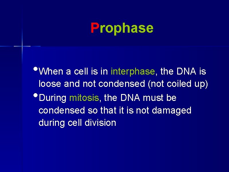 Prophase • When a cell is in interphase, the DNA is • loose and