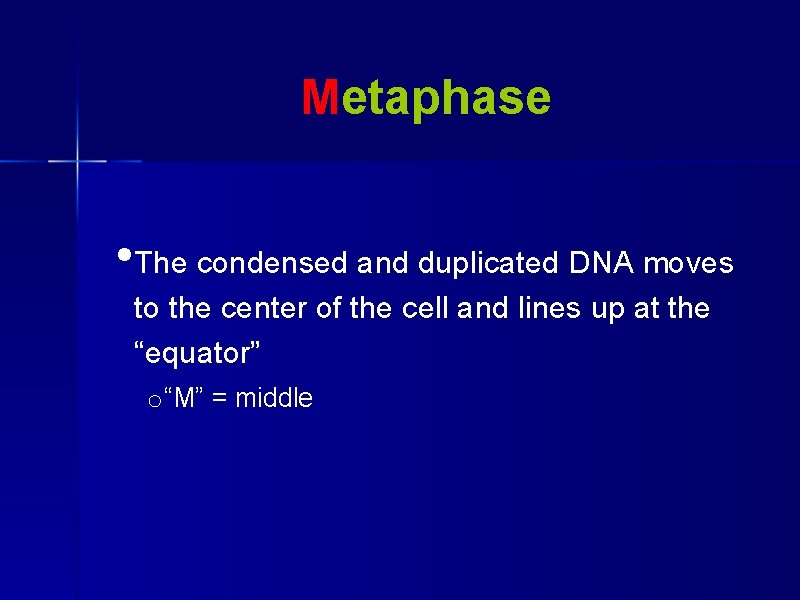 Metaphase • The condensed and duplicated DNA moves to the center of the cell