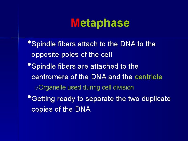 Metaphase • Spindle fibers attach to the DNA to the opposite poles of the