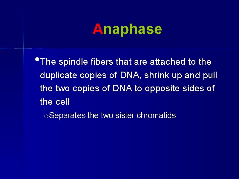 Anaphase • The spindle fibers that are attached to the duplicate copies of DNA,