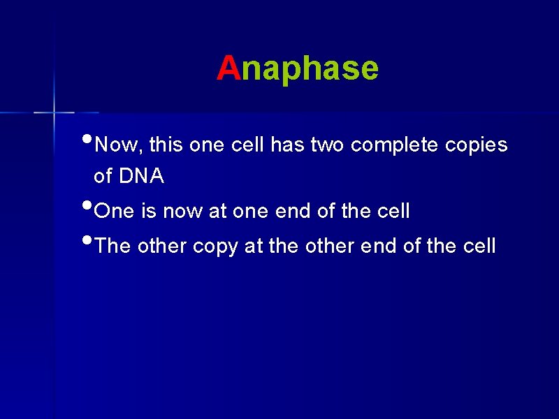 Anaphase • Now, this one cell has two complete copies of DNA • One
