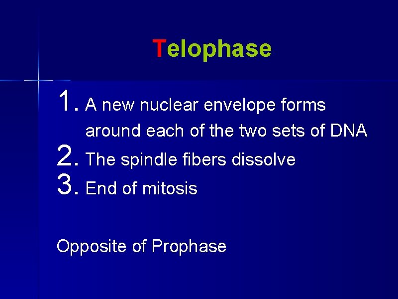 Telophase 1. A new nuclear envelope forms around each of the two sets of