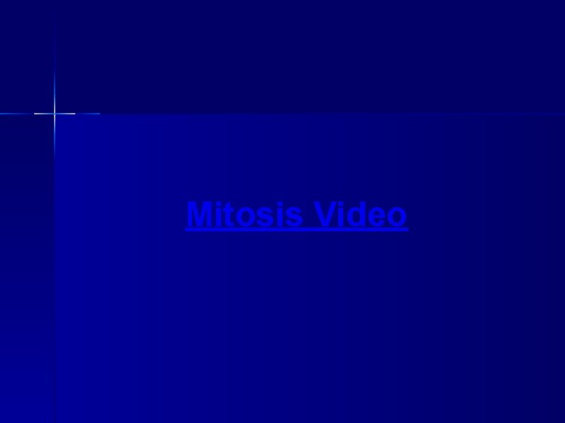 Mitosis Video 
