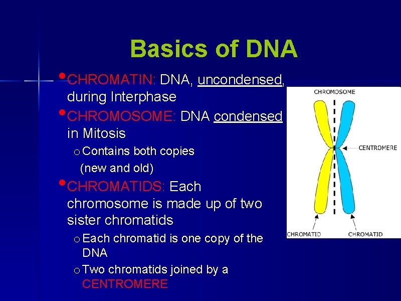 Basics of DNA • CHROMATIN: DNA, uncondensed, • during Interphase CHROMOSOME: DNA condensed in