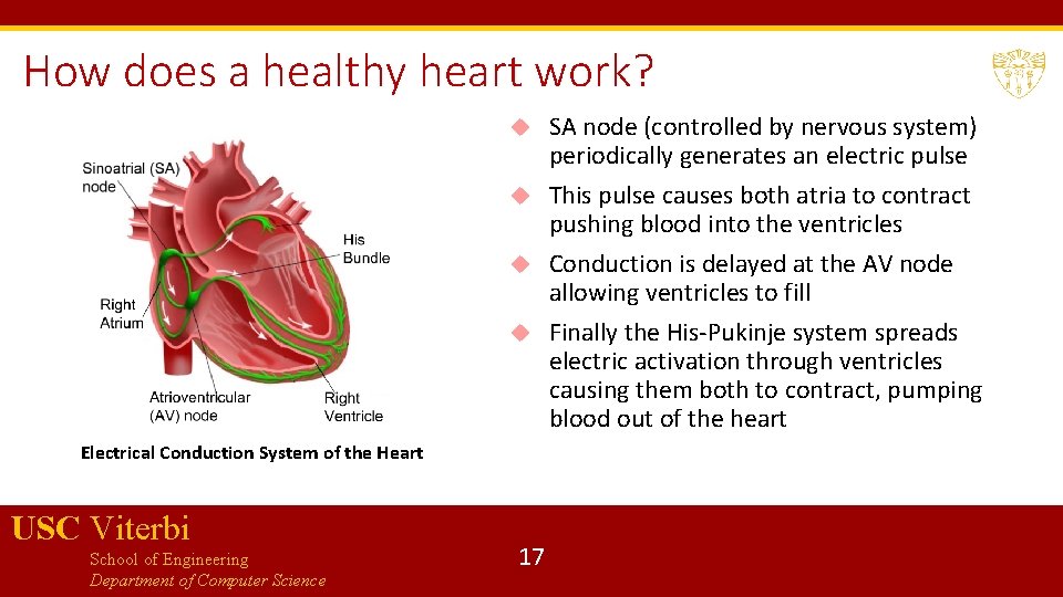 How does a healthy heart work? SA node (controlled by nervous system) periodically generates