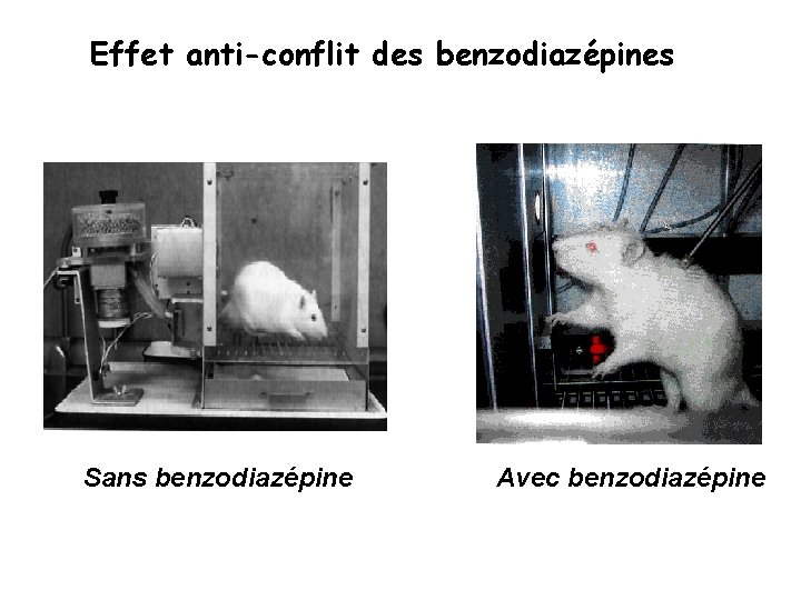 Effet anti-conflit des benzodiazépines Sans benzodiazépine Avec benzodiazépine 