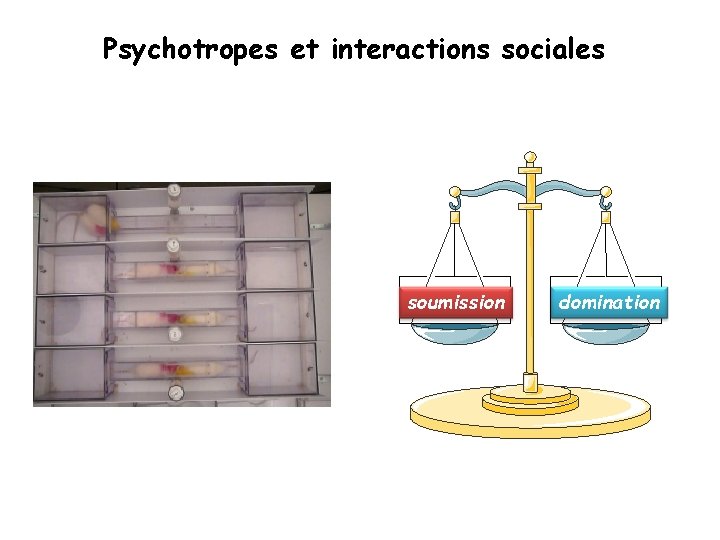 Psychotropes et interactions sociales soumission domination 