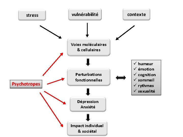 stress vulnérabilité contexte Voies moléculaires & cellulaires Psychotropes Perturbations fonctionnelles Dépression Anxiété Impact individuel