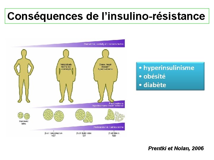 Conséquences de l’insulino-résistance • hyperinsulinisme • obésité • diabète Prentki et Nolan, 2006 