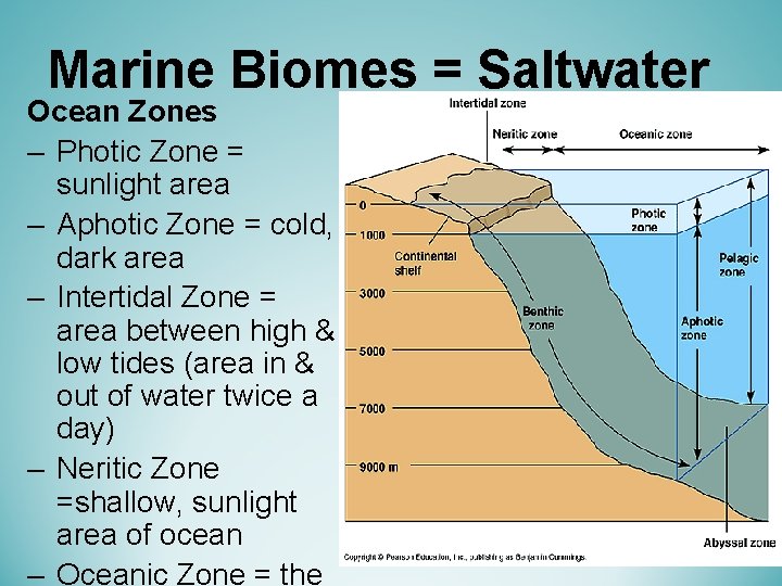 Marine Biomes = Saltwater Ocean Zones – Photic Zone = sunlight area – Aphotic