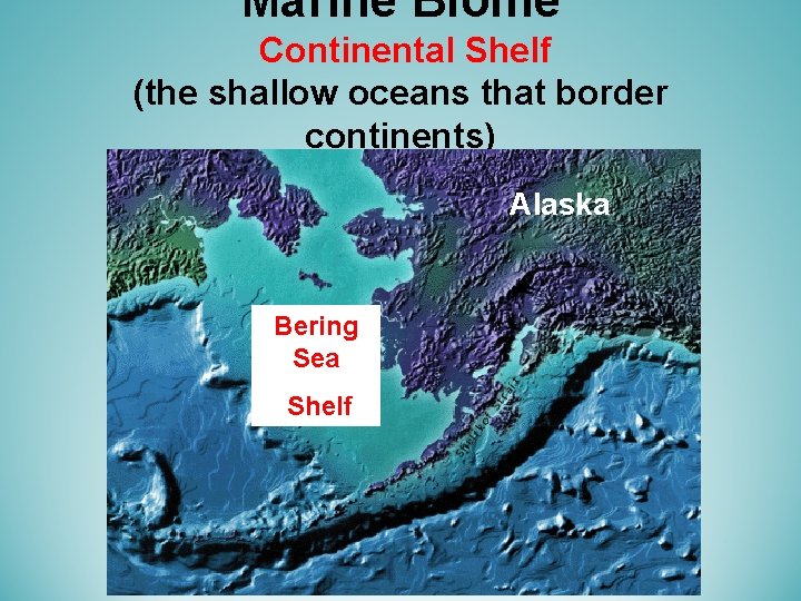 Marine Biome Continental Shelf (the shallow oceans that border continents) Alaska Bering Sea Shelf