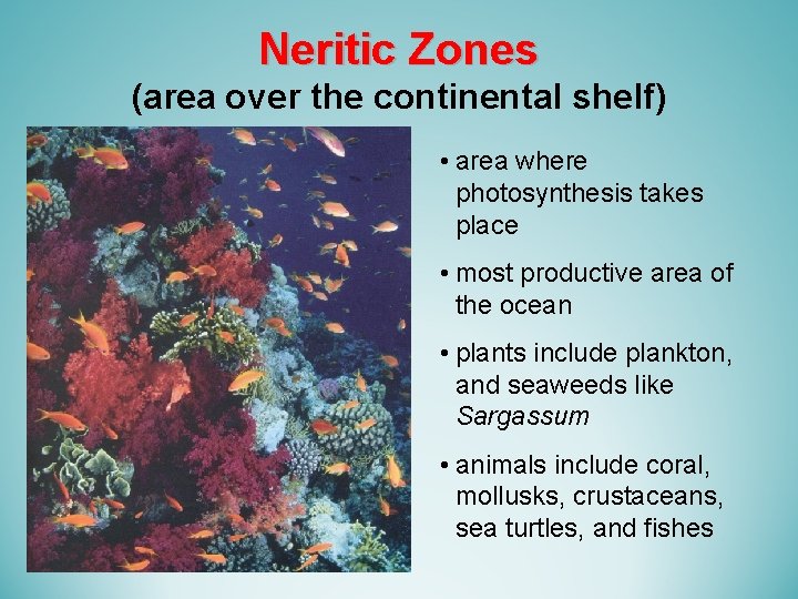 Neritic Zones (area over the continental shelf) • area where photosynthesis takes place •