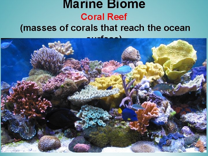 Marine Biome Coral Reef (masses of corals that reach the ocean surface) 