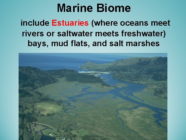 Marine Biome include Estuaries (where oceans meet rivers or saltwater meets freshwater) bays, mud