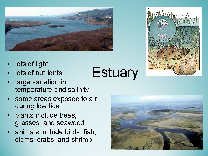  • lots of light • lots of nutrients • large variation in temperature