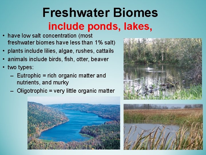 Freshwater Biomes include ponds, lakes, • have low salt concentration (most freshwater biomes have