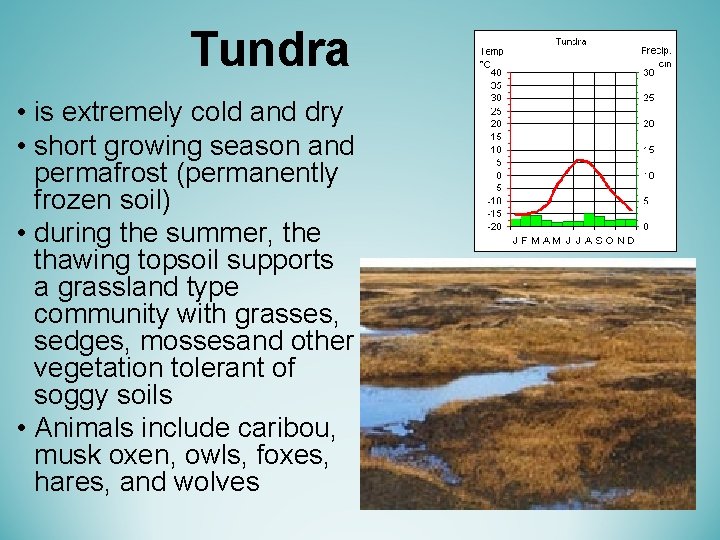 Tundra • is extremely cold and dry • short growing season and permafrost (permanently