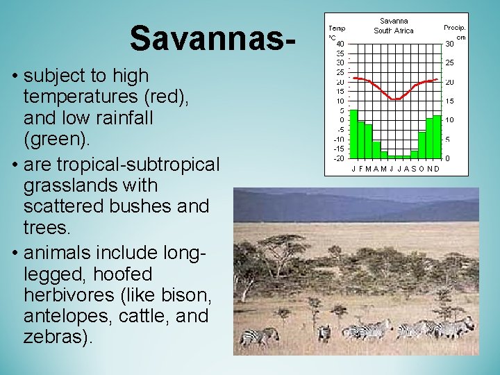Savannas • subject to high temperatures (red), and low rainfall (green). • are tropical-subtropical