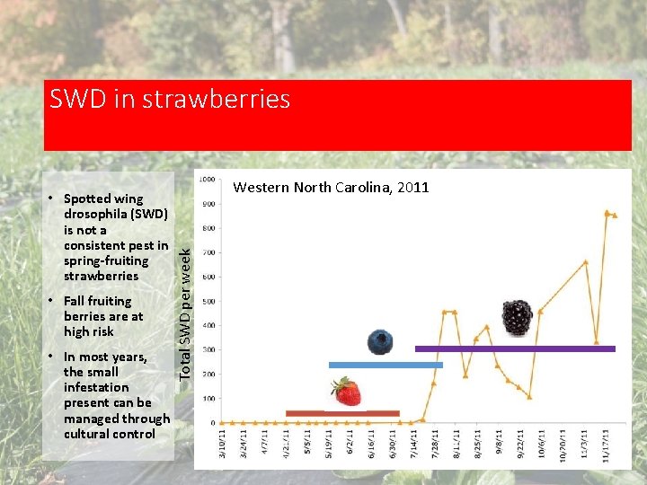 SWD in strawberries • Fall fruiting berries are at high risk • In most