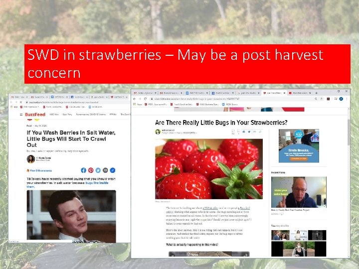 SWD in strawberries – May be a post harvest concern 