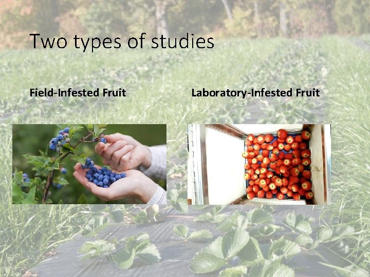 Two types of studies Field-Infested Fruit Laboratory-Infested Fruit 