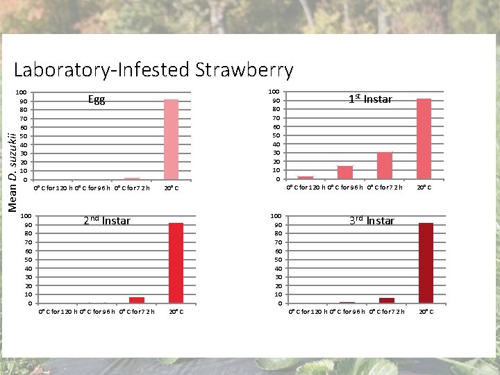 Laboratory-Infested Strawberry Mean D. suzukii 100 90 80 70 60 50 40 30 20